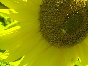 pollination.jpg